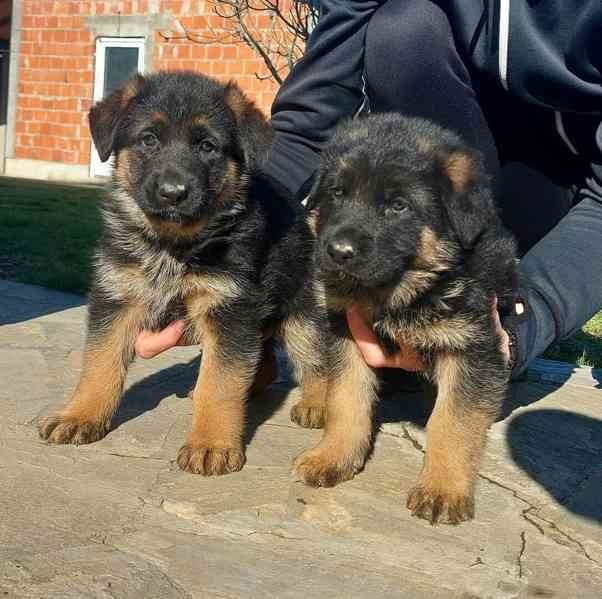 Deutscher Schäferhund welpen suchen neues Zuhause