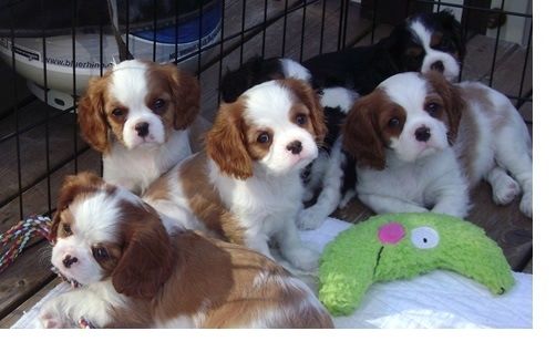 Cavalier King Charles Spaniel welpen