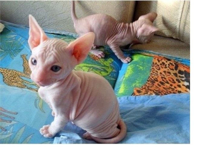 Schöne Sphynx-Kätzchen zu verkaufen
