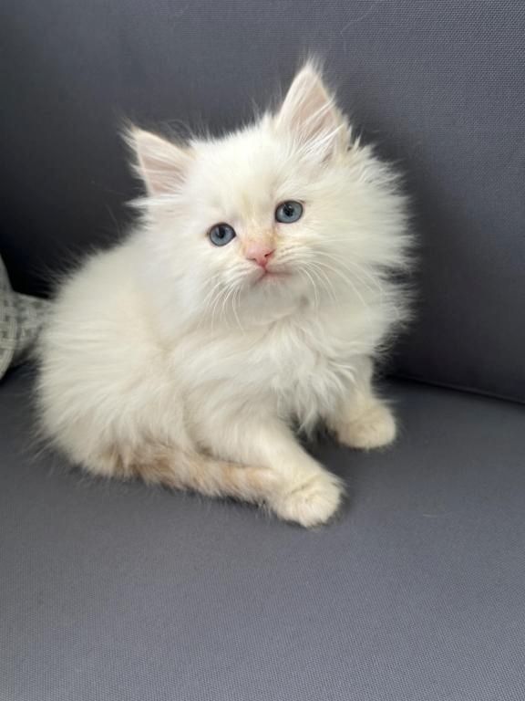 sibirische Katzen