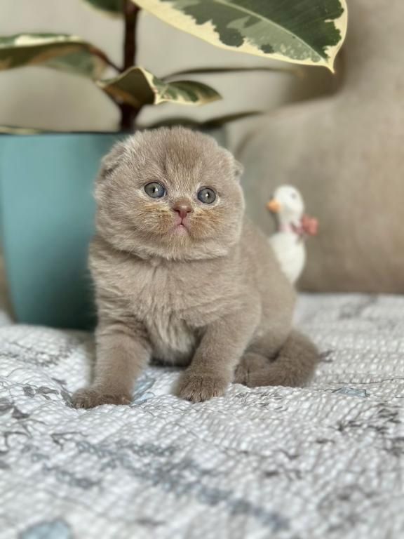Scottish-Fold-Kätzchen