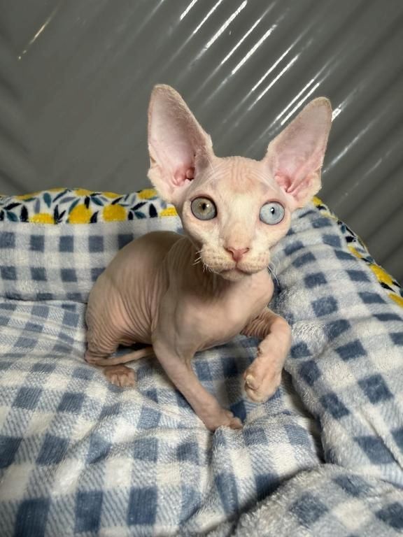 Sphynx-Kätzchen