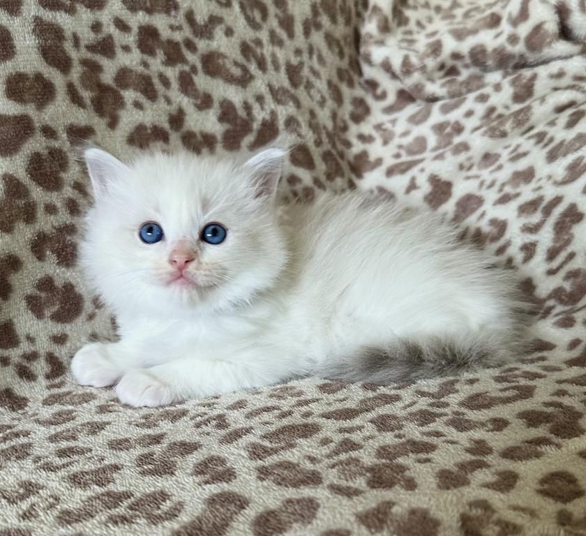 Ragdoll-Kätzchen
