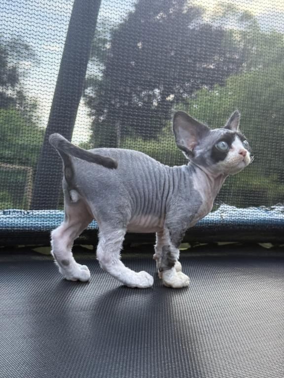 Cornish-Rex-Kätzchen