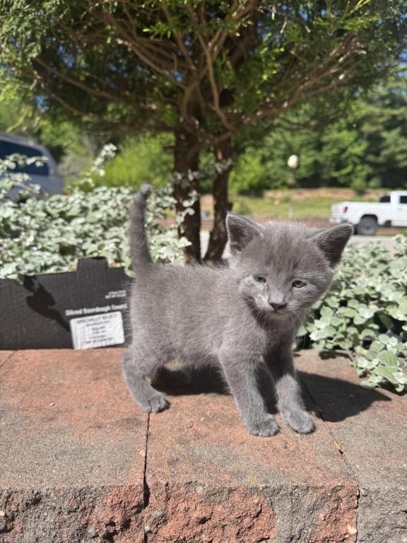 Chartreux-Kätzchen