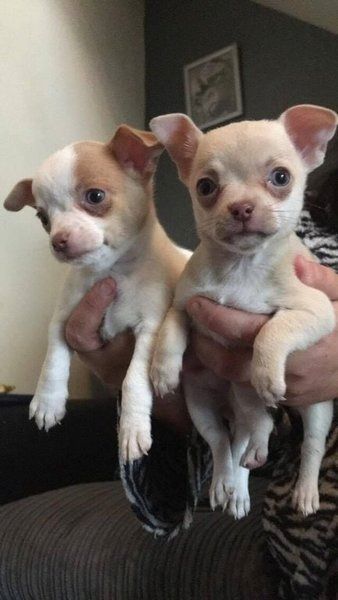 Reinrassige Chihuahua-Welpen