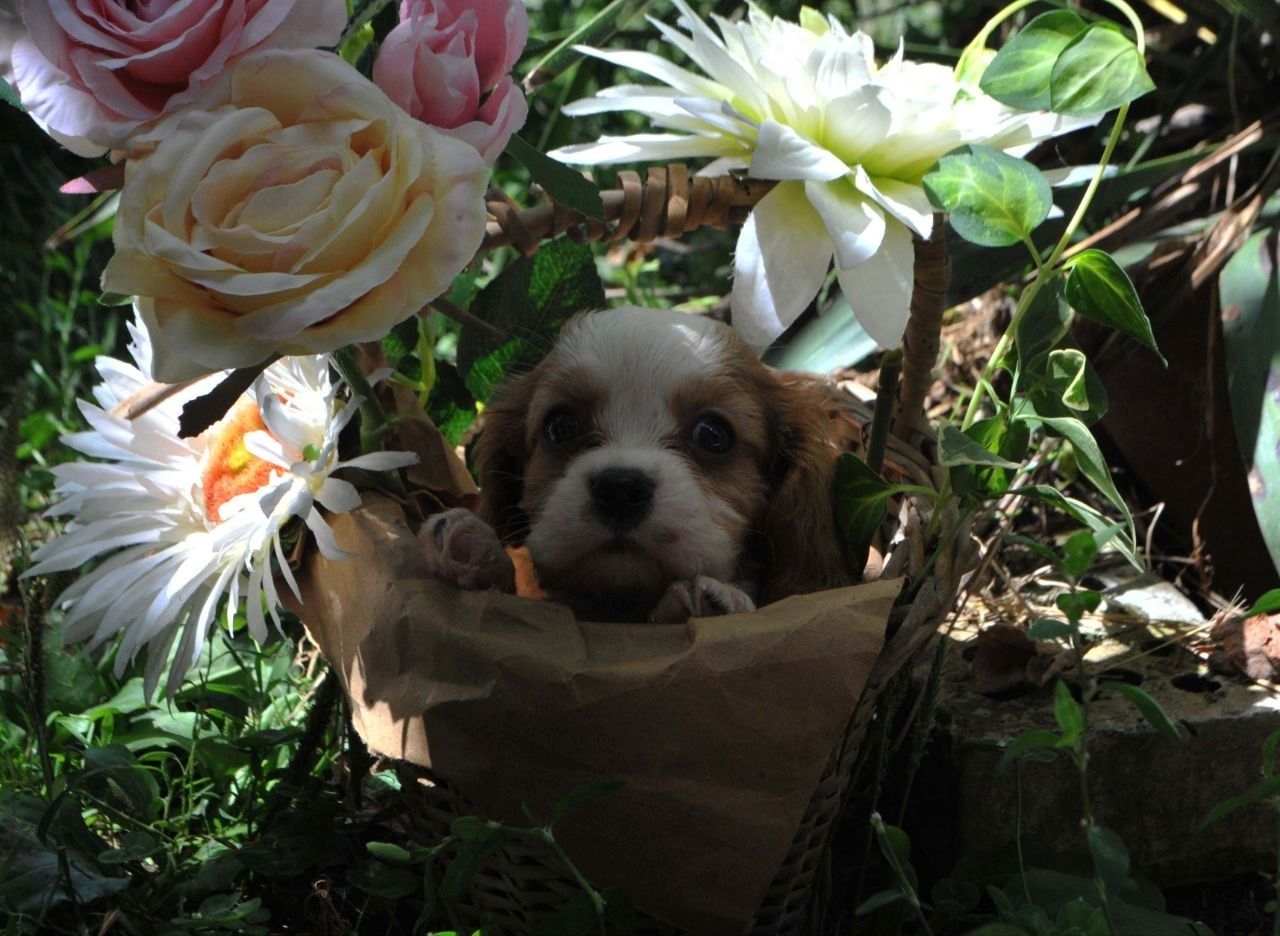 Cavalier King Charles Spaniel Jungen