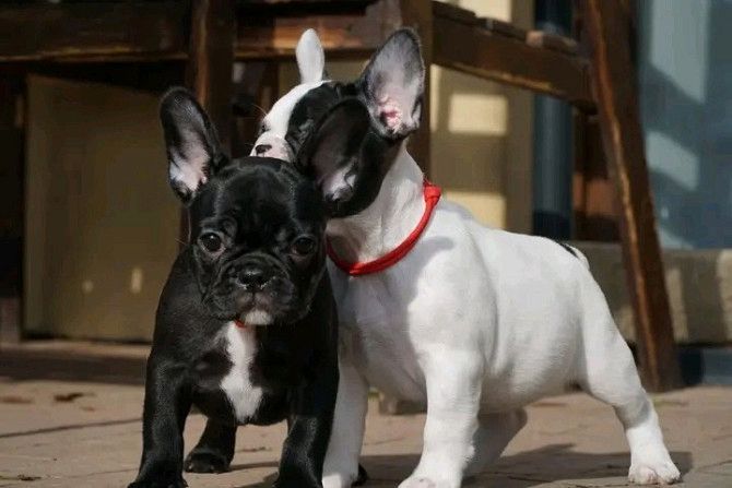 Französische Bulldoggen welpen. WhatsApp: +44 7469 456352