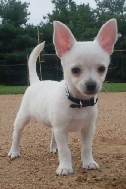 Chihuahua Welpen. WhatsApp: +44 7469 456352