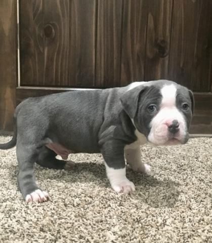 American Pitbull-Welpen. WhatsApp: +44 7469 456352