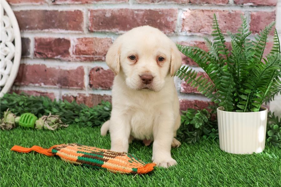 Labrador Welpen. WhatsApp: +44 7469 456352