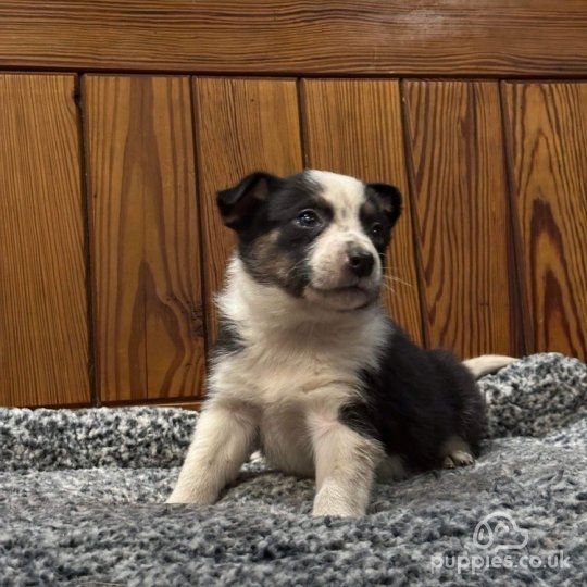 Border-Collie-Welpen. WhatsApp: +44 7469 456352