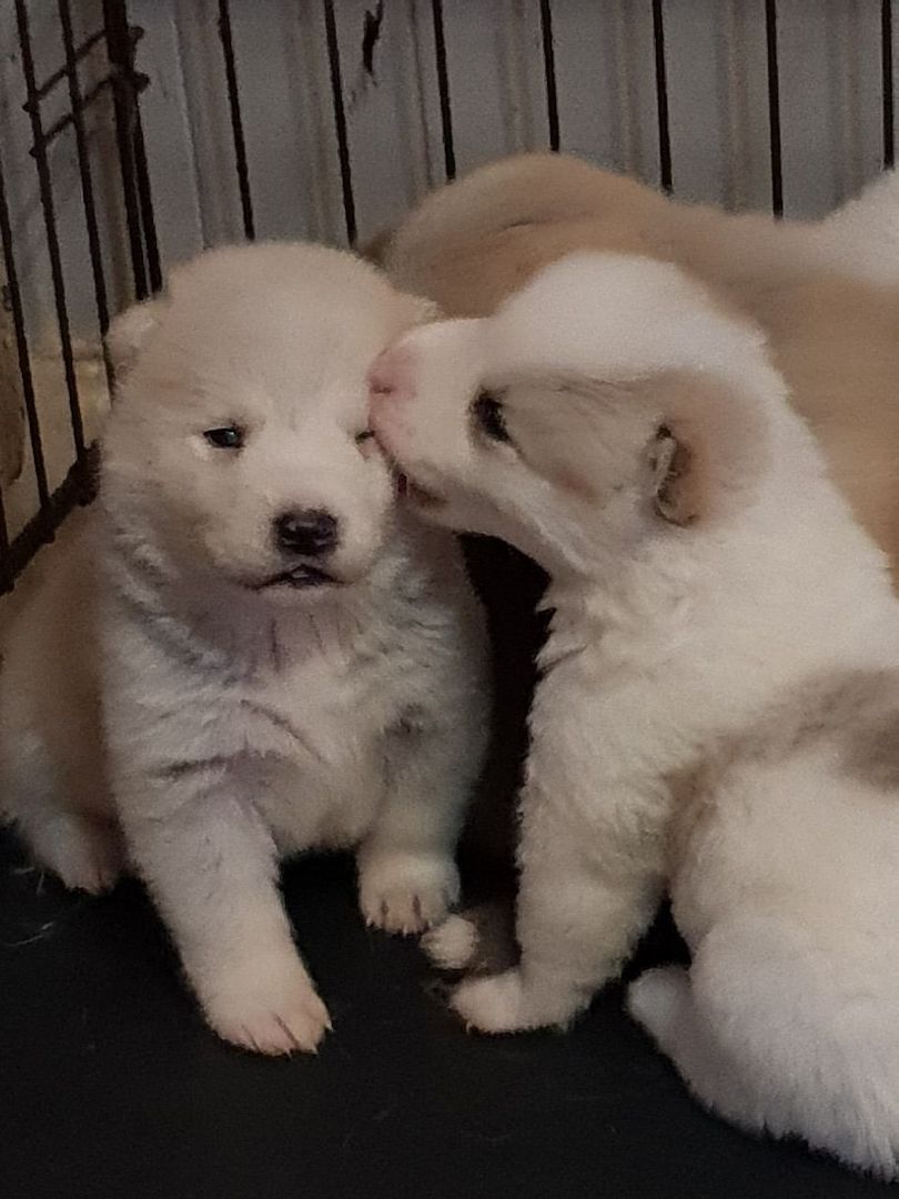 Niedliche Akita-Welpen (Rüden und Hündinnen)