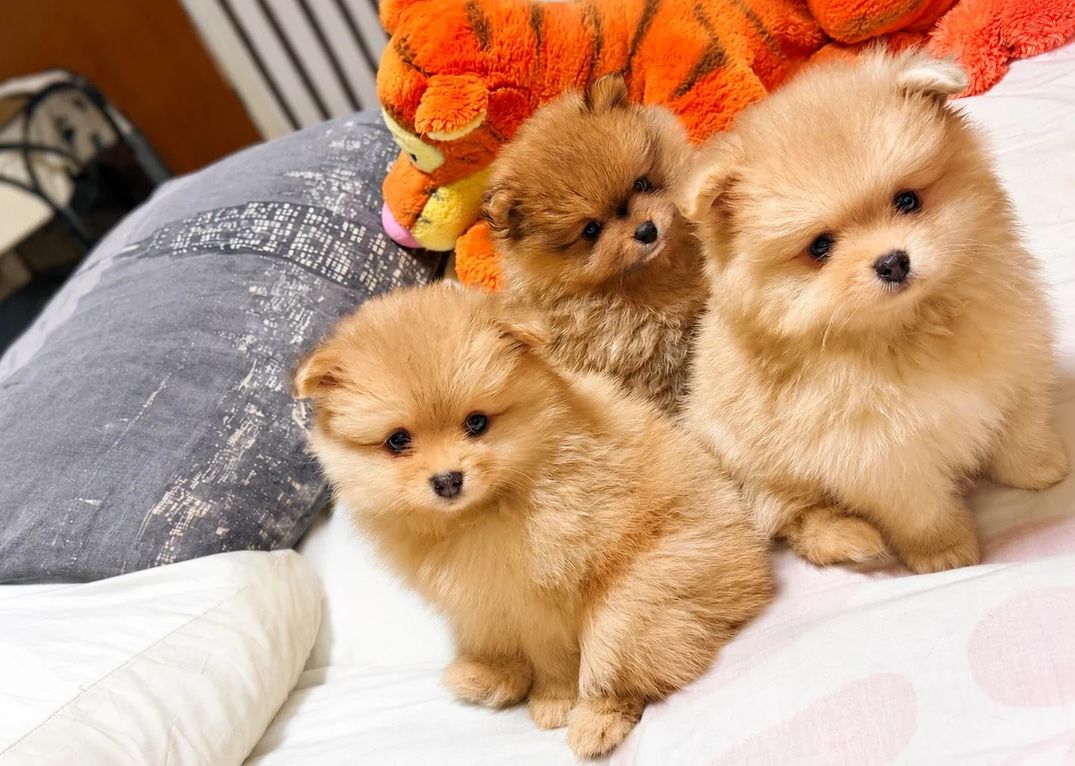 Niedliche Pomeranian-Welpen suchen ein liebevolles Zuhause!