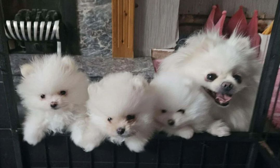 Niedliche Pomeranian-Welpen suchen ein liebevolles Zuhause!