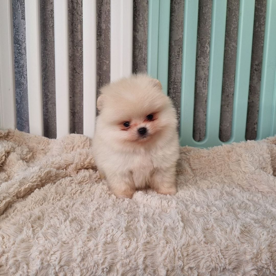 Superniedliche Pomeranian-Welpen