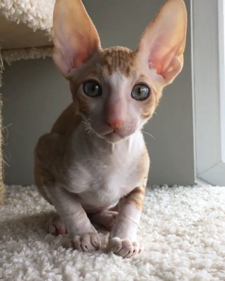 Cornish Rex-Kätzchen mit Papieren zu vermitteln. WhatsApp: +44 7469 456352