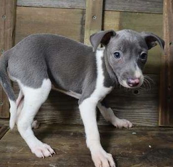 Greyhound-Welpen. WhatsApp: +44 7469 456352