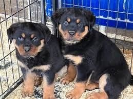 Rottweiler-Welpen. WhatsApp: +44 7469 456352