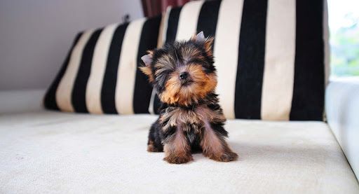 Yorkshire Terrier Welpen. WhatsApp: +44 7469 456352