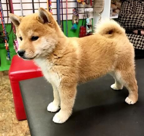 Shiba-Inu-Welpen. WhatsApp: +44 7469 456352