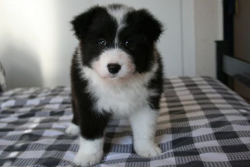 Border-Collie-Welpen. WhatsApp: +44 7469 456352