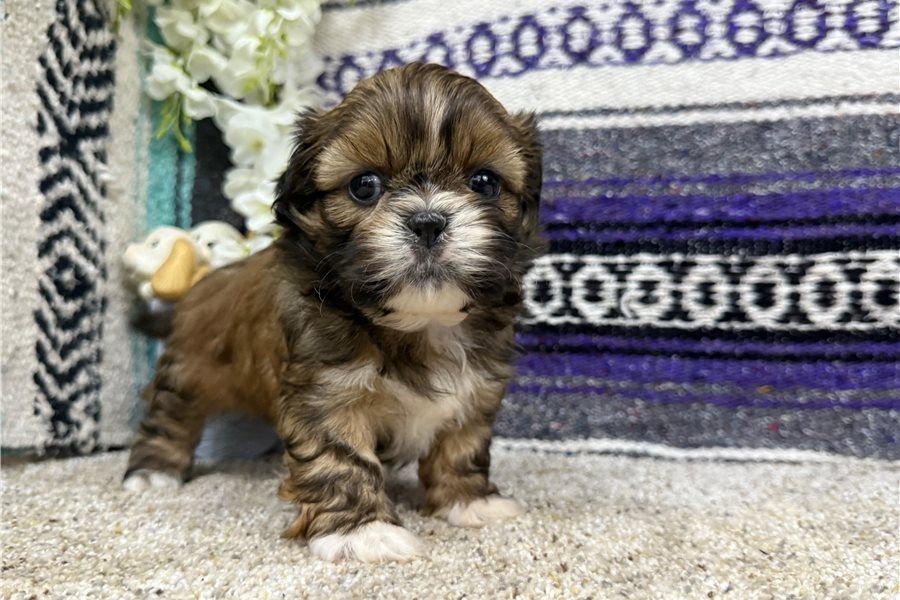 Shih Tzu Welpen. WhatsApp: +44 7469 456352