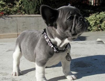 Französische Bulldoggen welpen. WhatsApp: +44 7469 456352