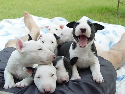 Bullterrier-Welpen