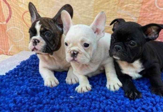 Französische Bulldoggenwelpen