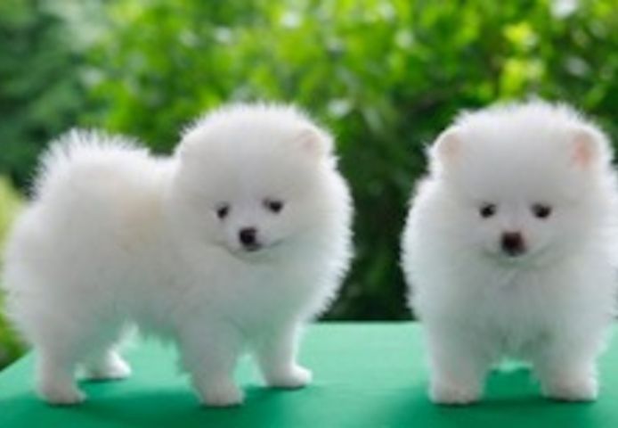 MINI POMERANIAN ZWERGSPITZ BOO WELPEN ZUM VERSCHENKEN