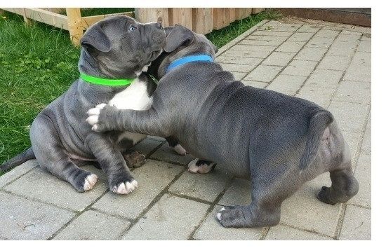 American Blue-Line Pit Bull Terrier Welpen W M