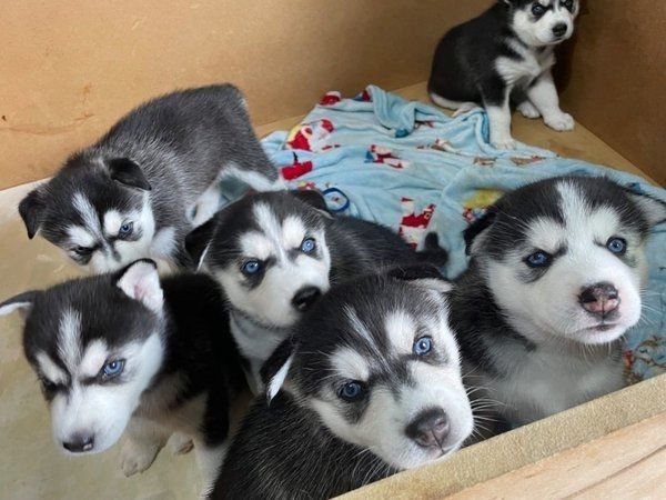 Siberian Husky Welpen