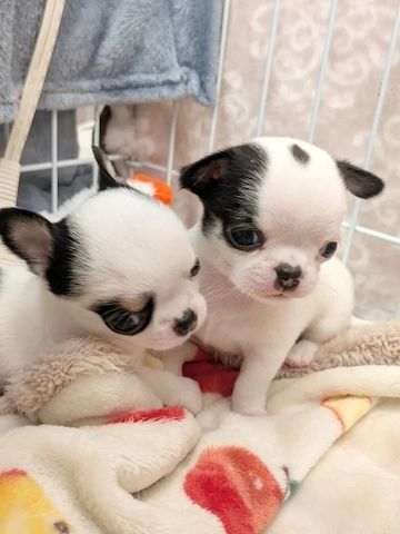 Reinrassige Chihuahua-Welpen