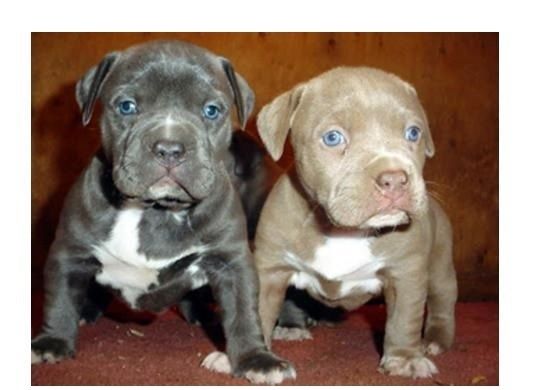 American Blue-Line Pit Bull Terrier Welpen