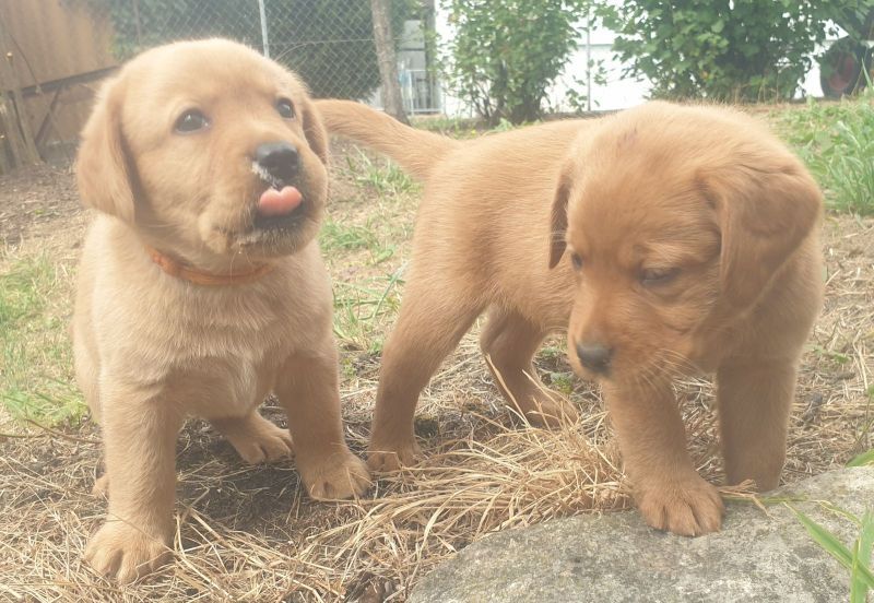 Labradorwelpen abzugeben!