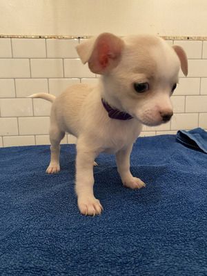 Chihuahua Welpen. WhatsApp: +44 7469 456352