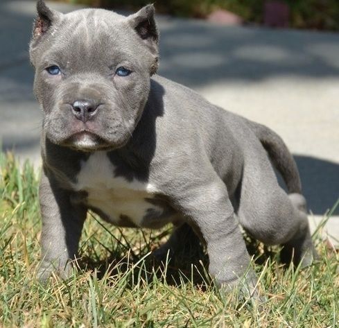 Amerikanische Pitbull-Welpen. WhatsApp: +44 7469 456352