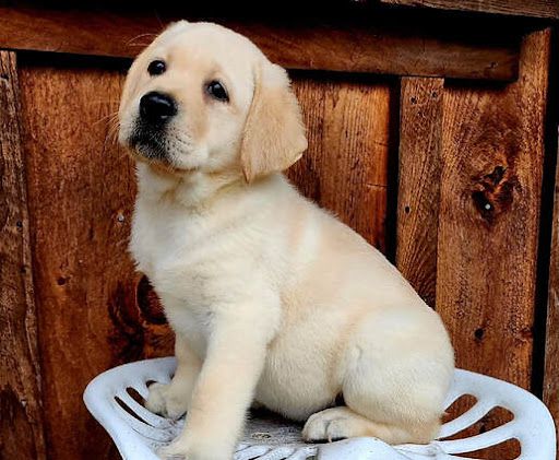 Labrador Welpen. WhatsApp: +44 7469 456352