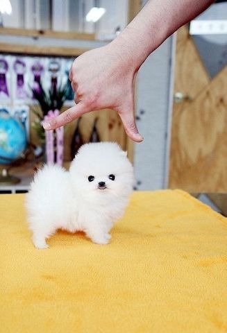 Pomeranian-Welpen zur Vermittlung verfügbar.