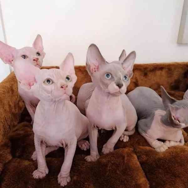 Schöne Sphynx-Kätzchen
