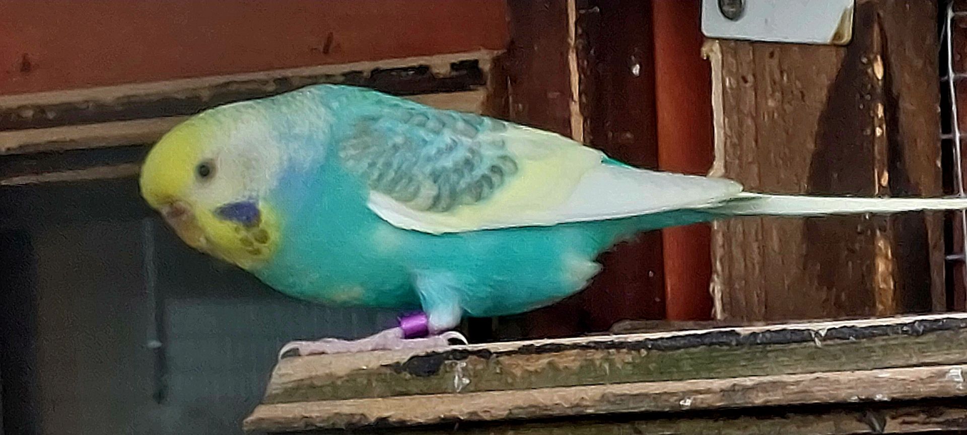 Rainbow Wellensittiche