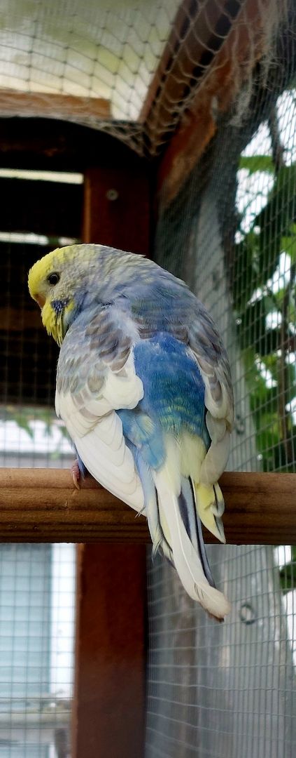 Rainbow Wellensittiche