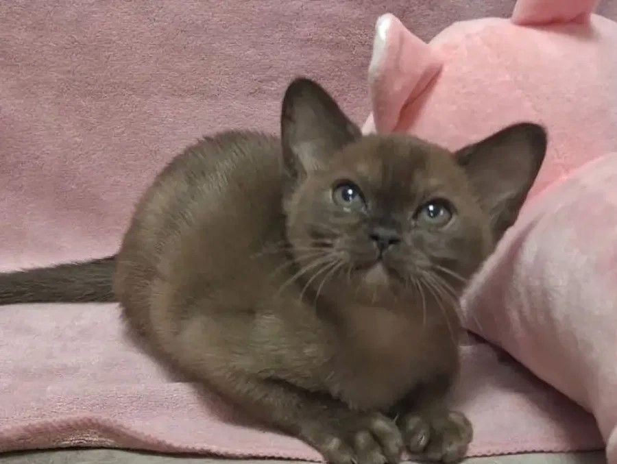 Burma-Katze