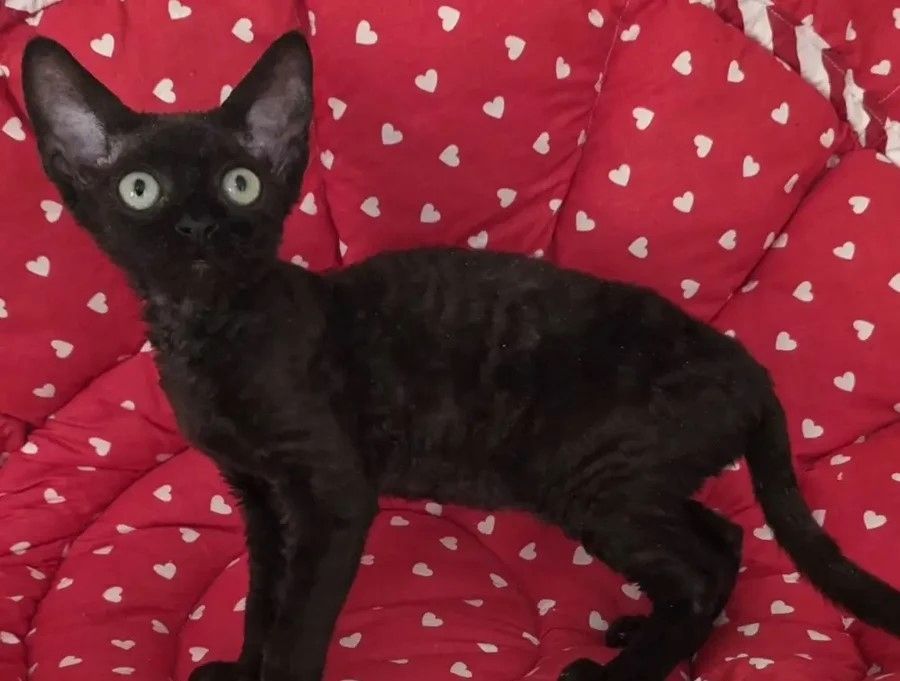 wunderschöner Devon-Rex-Kater