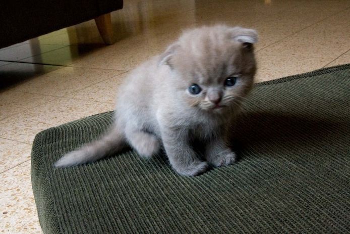 Britisch Kurzhaar Kater und Katzen