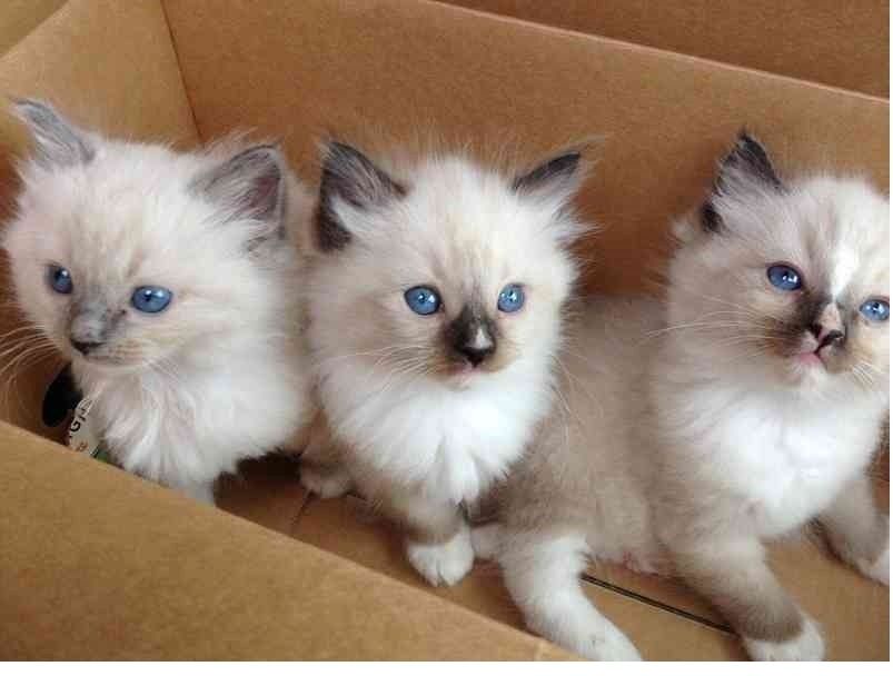 Wunderschöne Ragdoll-Katze mit Flashpoint-Fellzeichnung abzugeben