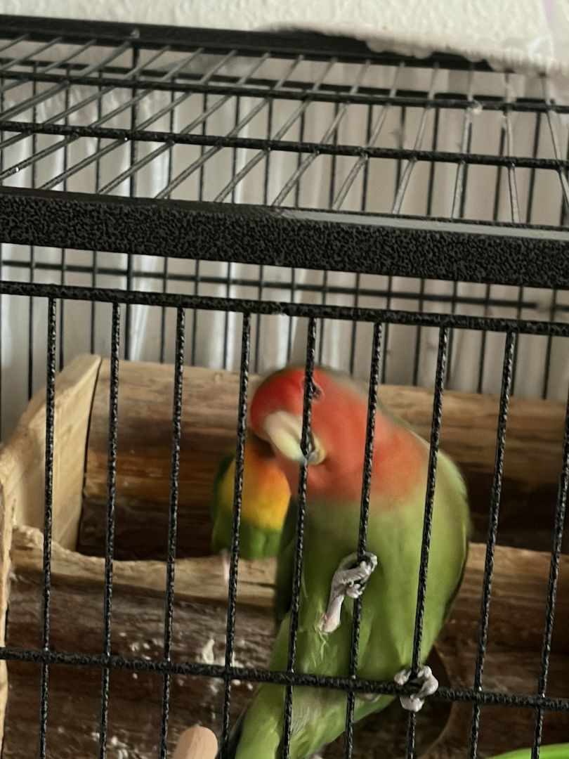Biete 2 Unzertrennliche an