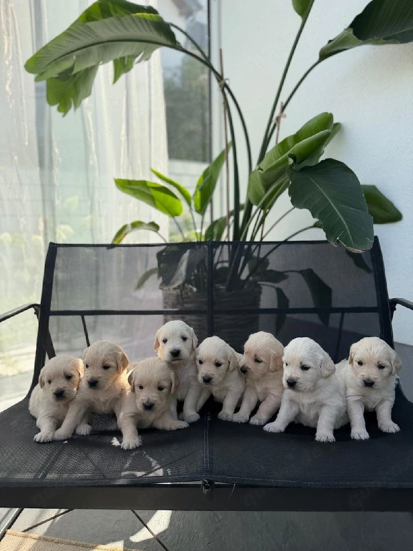 Golden Retriever sucht neues Zuhause