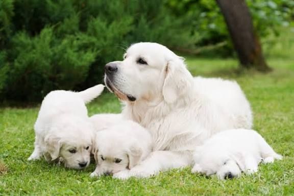 Golden Retriever sucht neues Zuhause